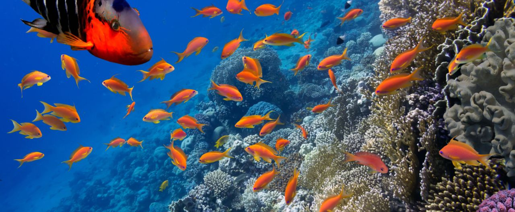 Sharm El Sheikh