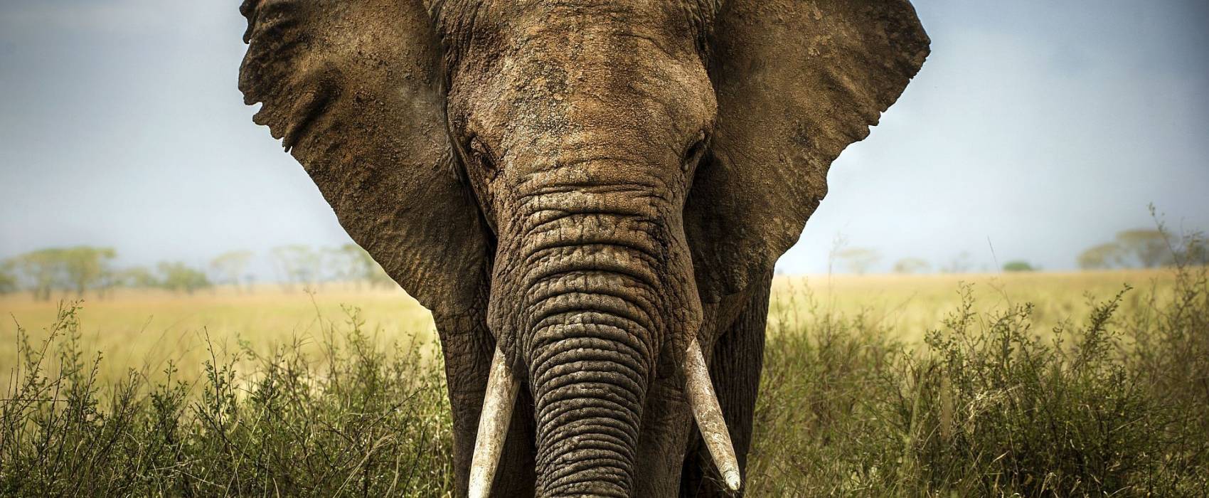 Zanzibar i safari
